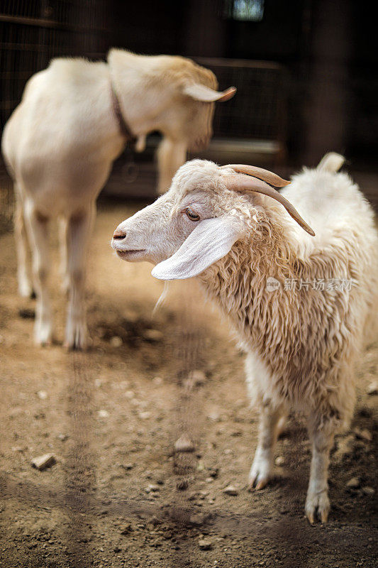 Beautiful Animals in The Zoo, Goats